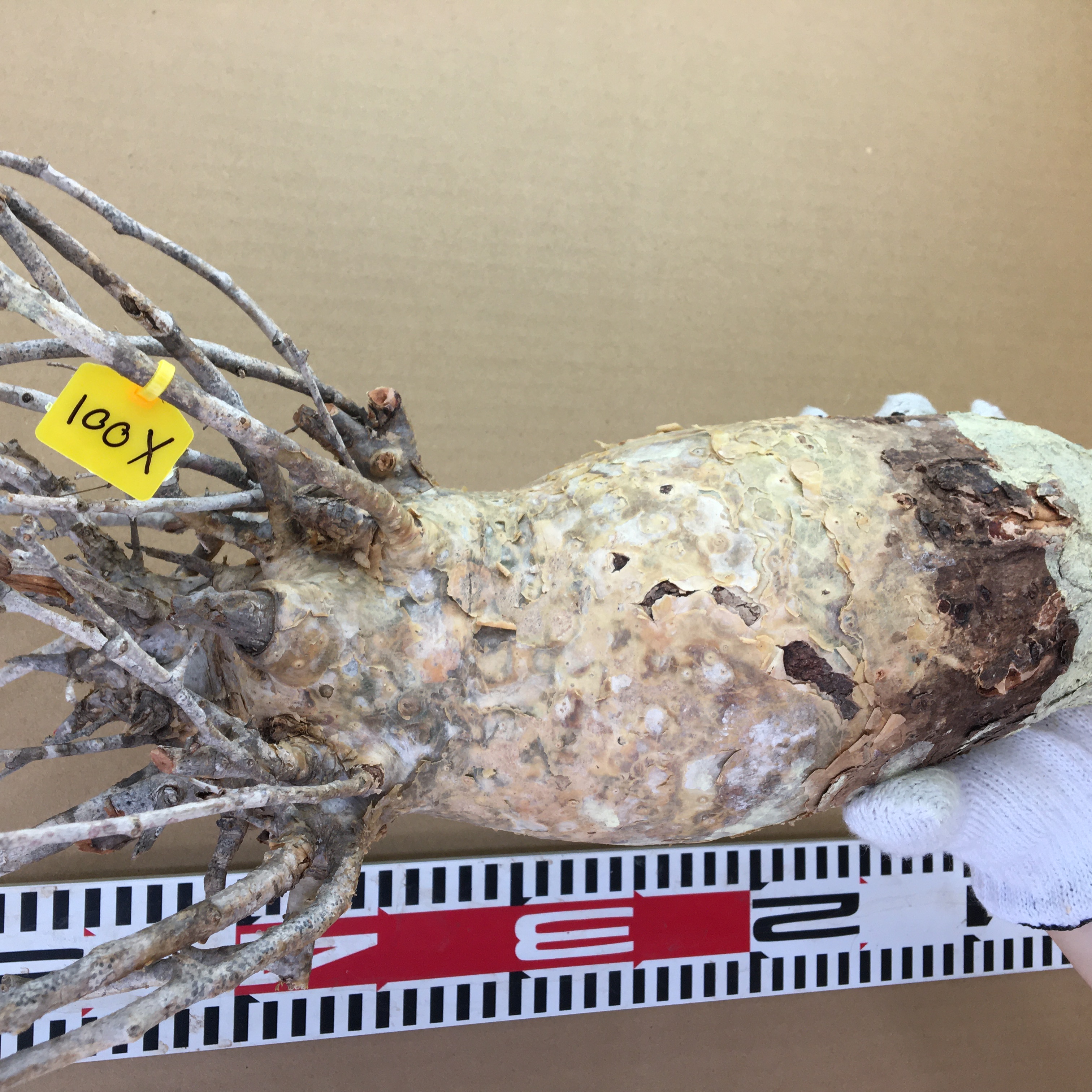 山採り新鮮ベアルート株コミフォラ　フンベルティ Commiphora humbertii  X001
