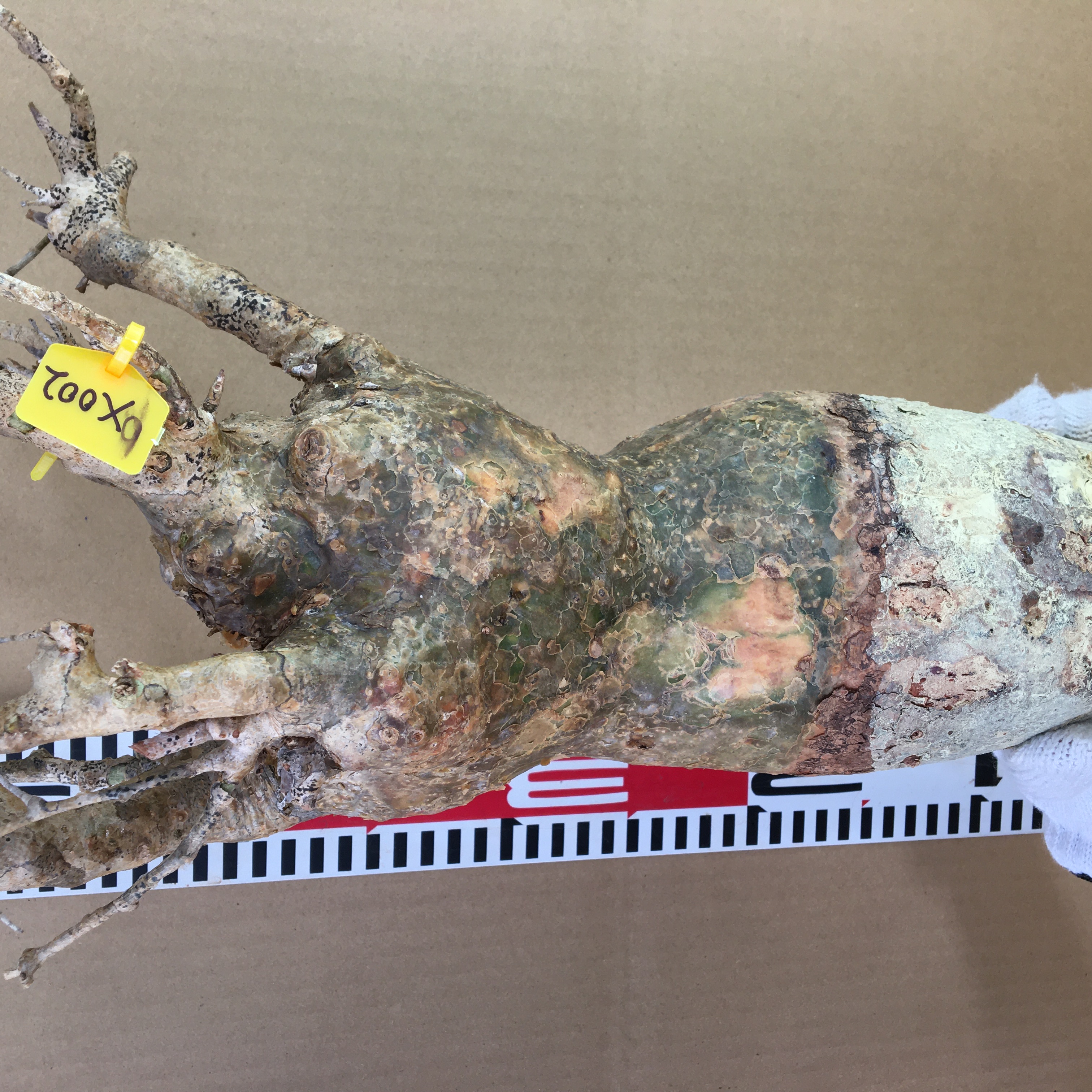 山採り新鮮ベアルート株コミフォラ　フンベルティ Commiphora humbertii  X002
