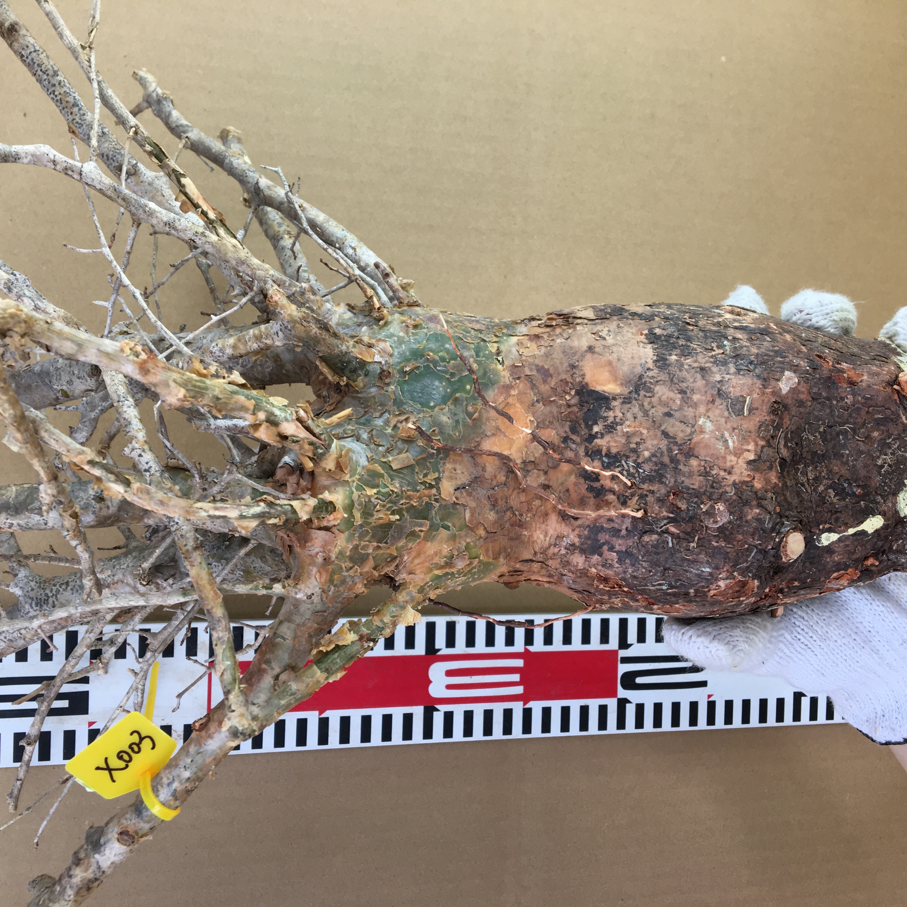 山採り新鮮ベアルート株コミフォラ　フンベルティ Commiphora humbertii  X003