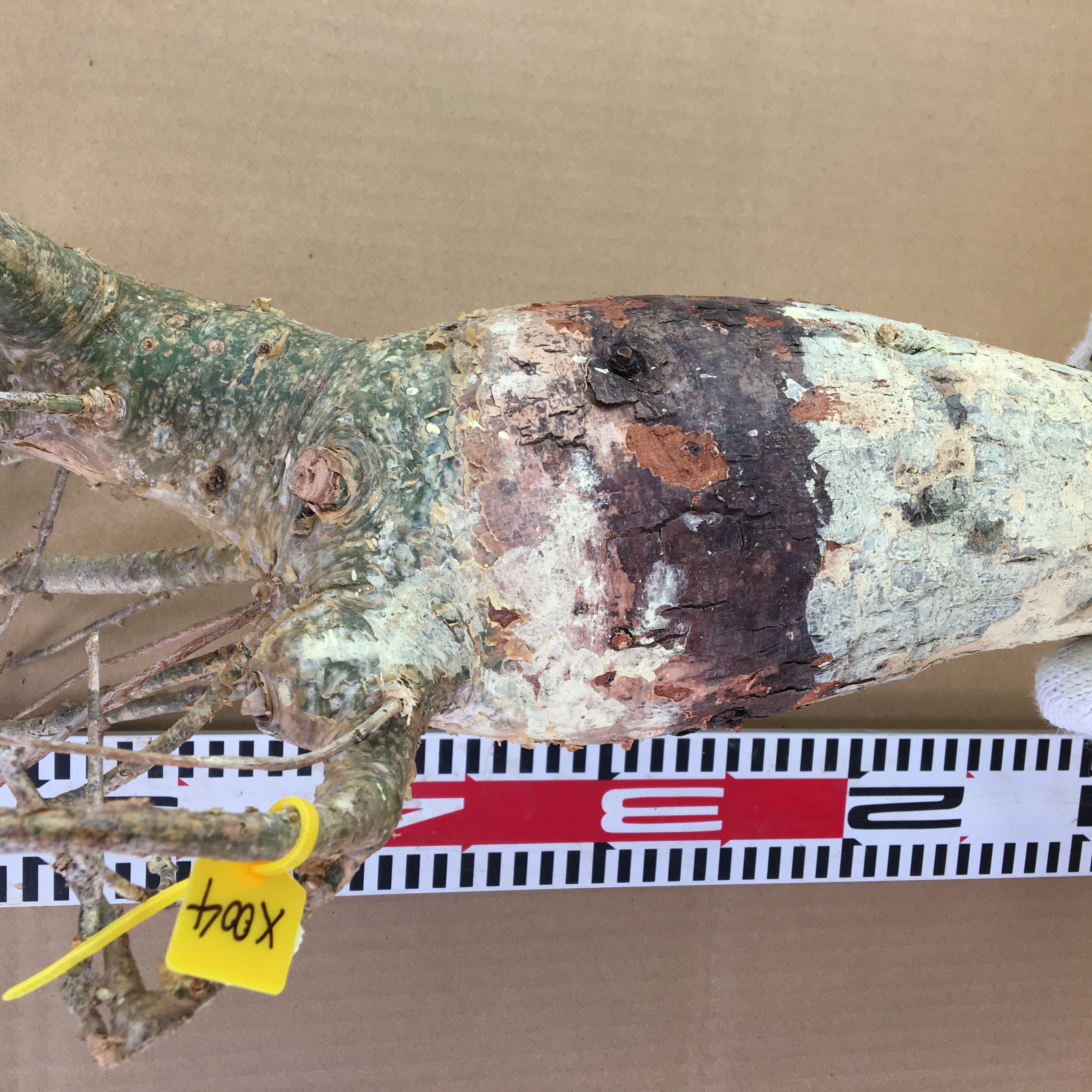 山採り新鮮ベアルート株コミフォラ　フンベルティ Commiphora humbertii  X004
