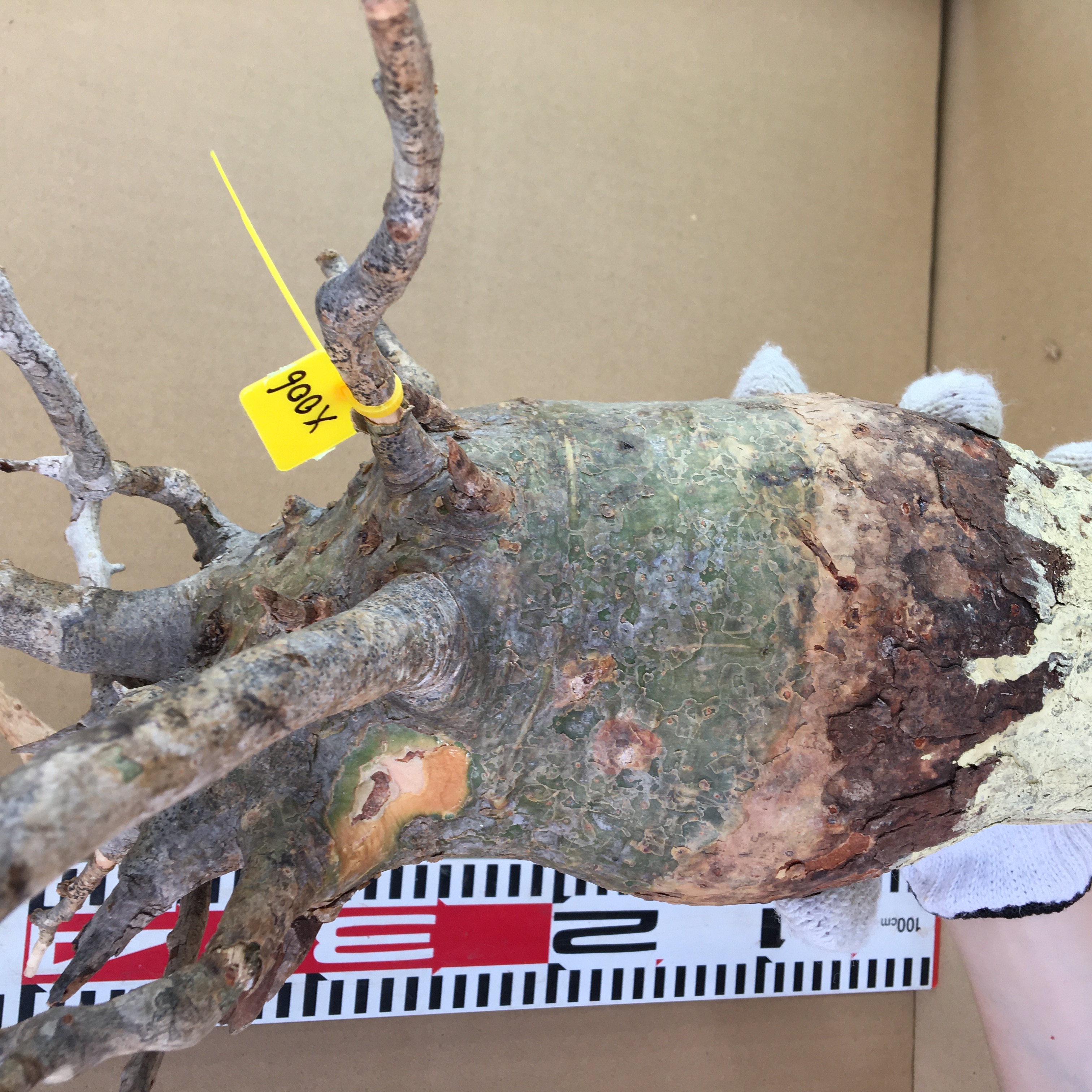 山採り新鮮ベアルート株コミフォラ　フンベルティ Commiphora humbertii  X005