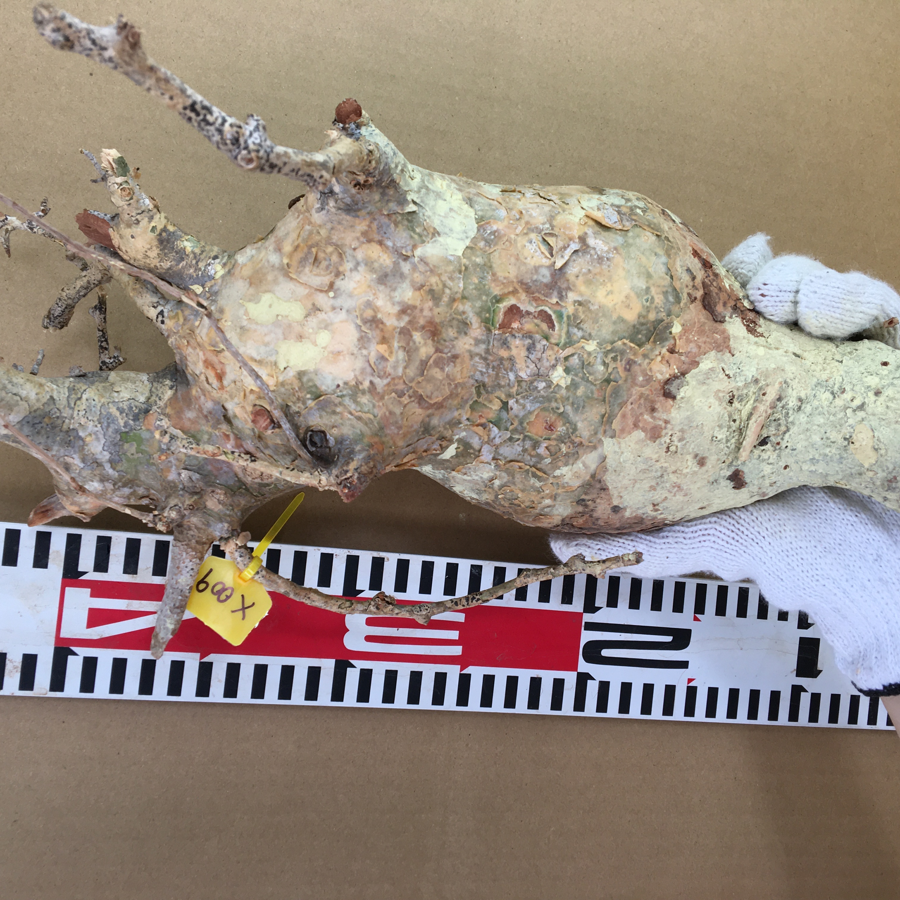 山採り新鮮ベアルート株コミフォラ　フンベルティ Commiphora humbertii  X009