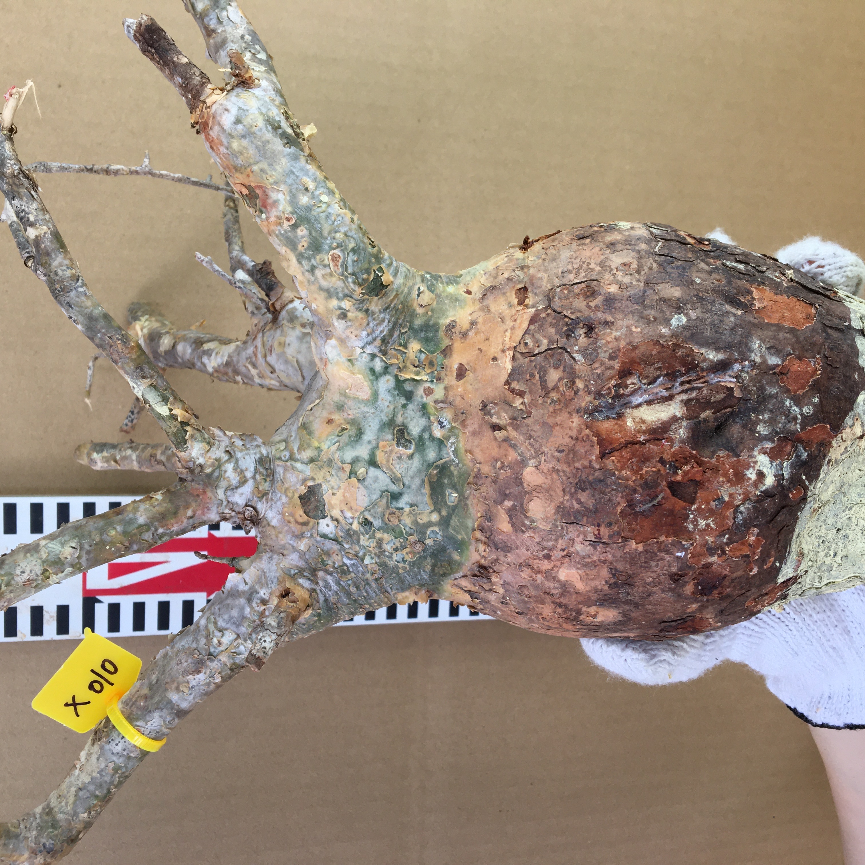 山採り新鮮ベアルート株コミフォラ　フンベルティ Commiphora humbertii  X010