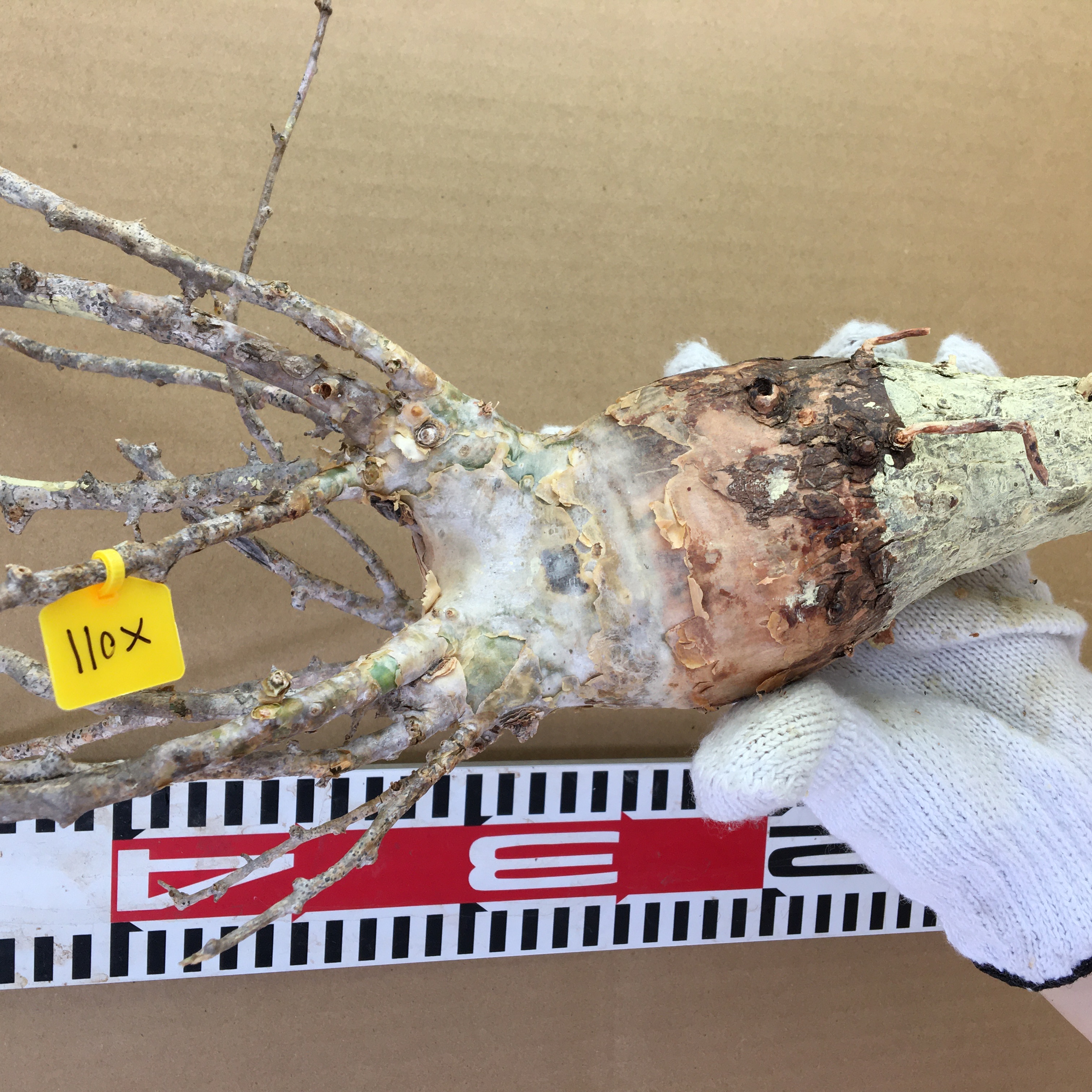 山採り新鮮ベアルート株コミフォラ　フンベルティ Commiphora humbertii  X011
