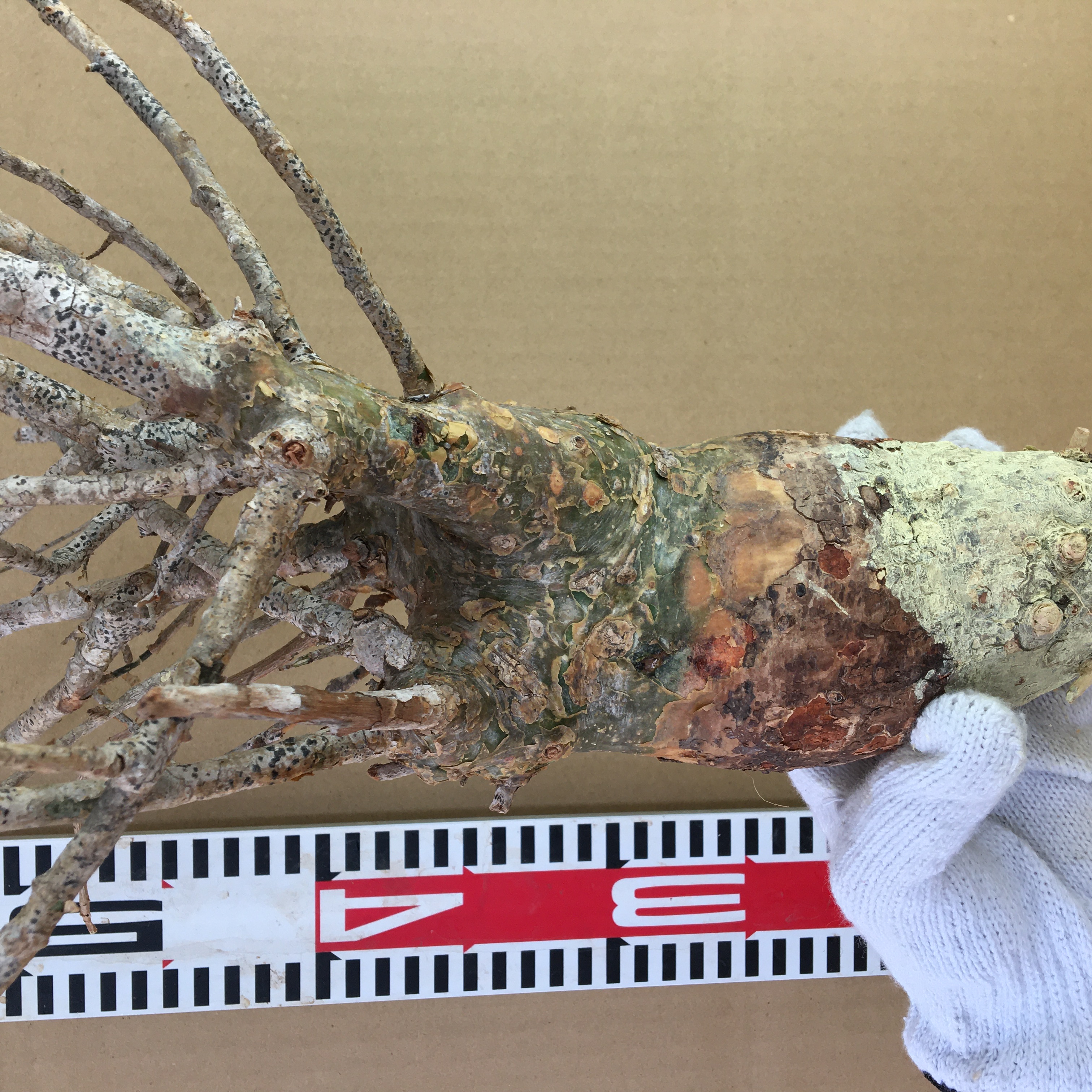 山採り新鮮ベアルート株コミフォラ　フンベルティ Commiphora humbertii  X012