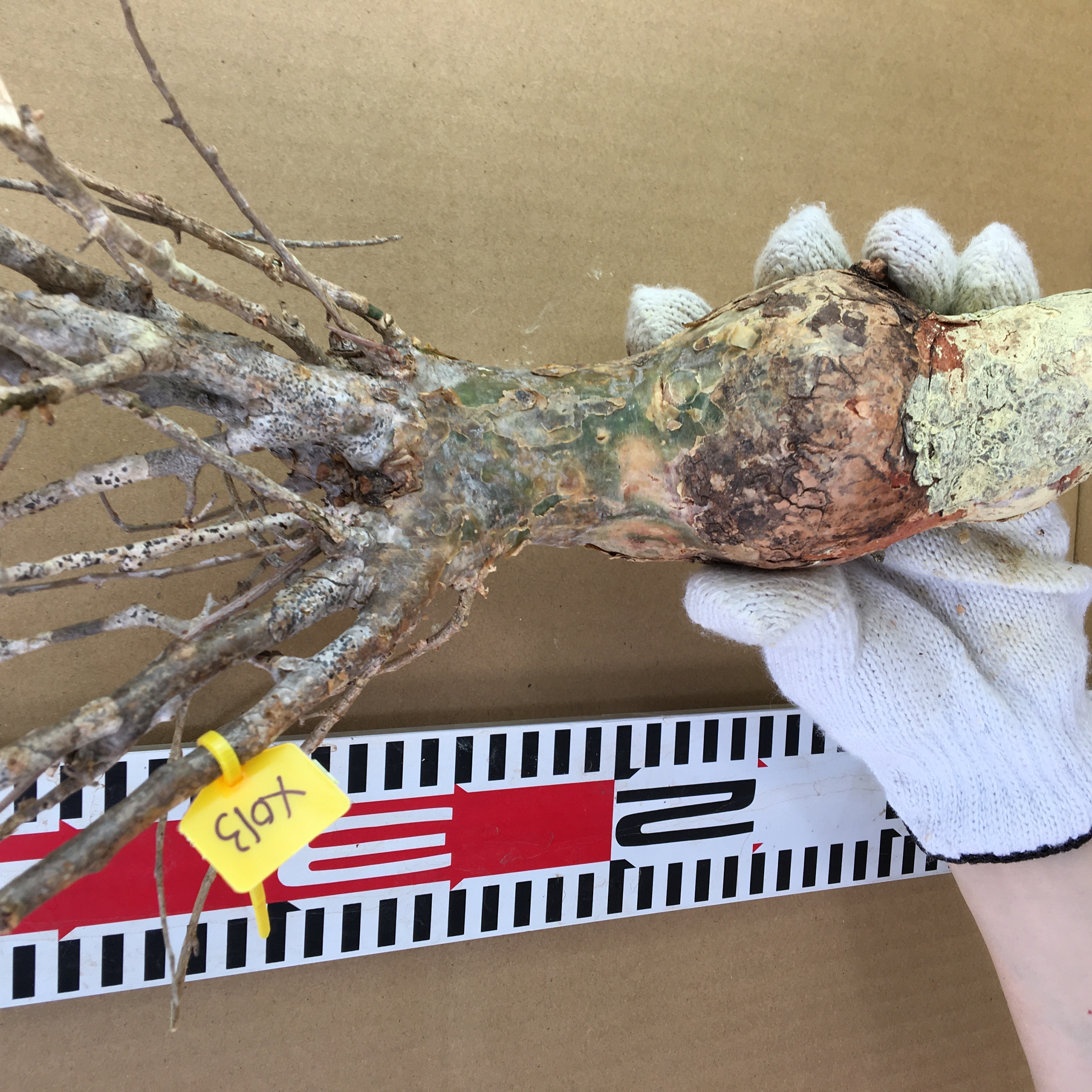 山採り新鮮ベアルート株コミフォラ　フンベルティ Commiphora humbertii  X013