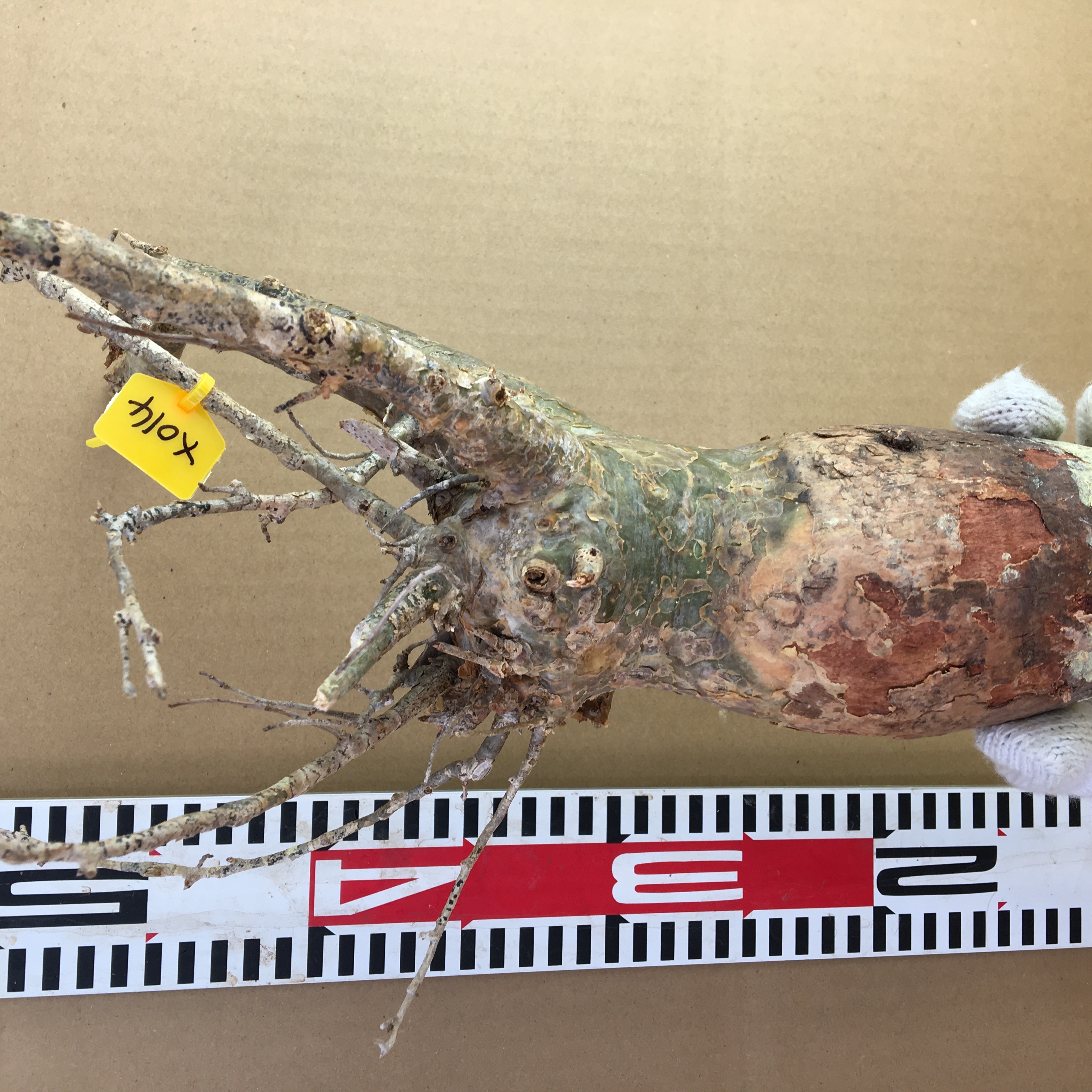 山採り新鮮ベアルート株コミフォラ　フンベルティ Commiphora humbertii  X014