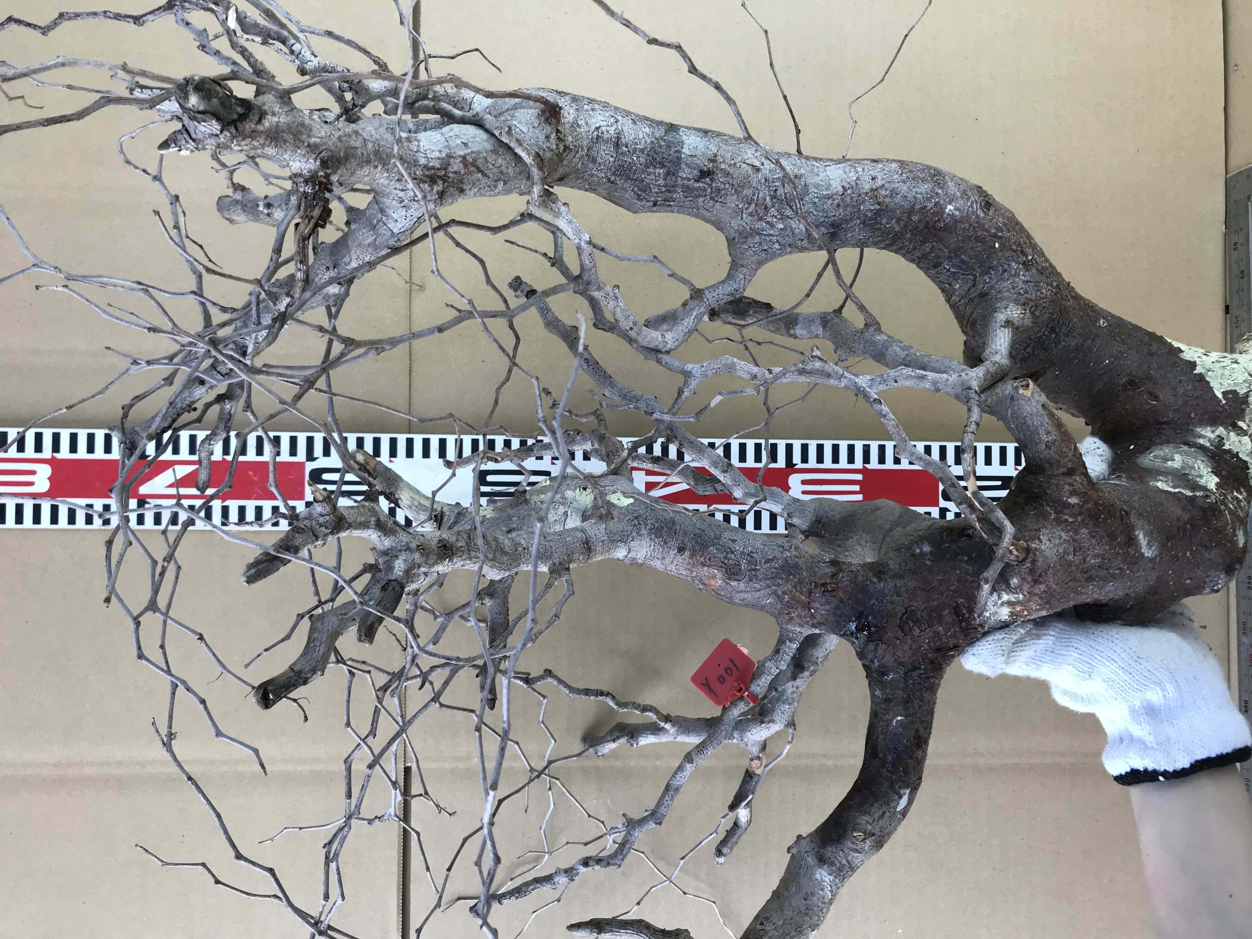 現地発根ベアルート株コミフォラ　モンストローサ Commiphora monstrosa Y001