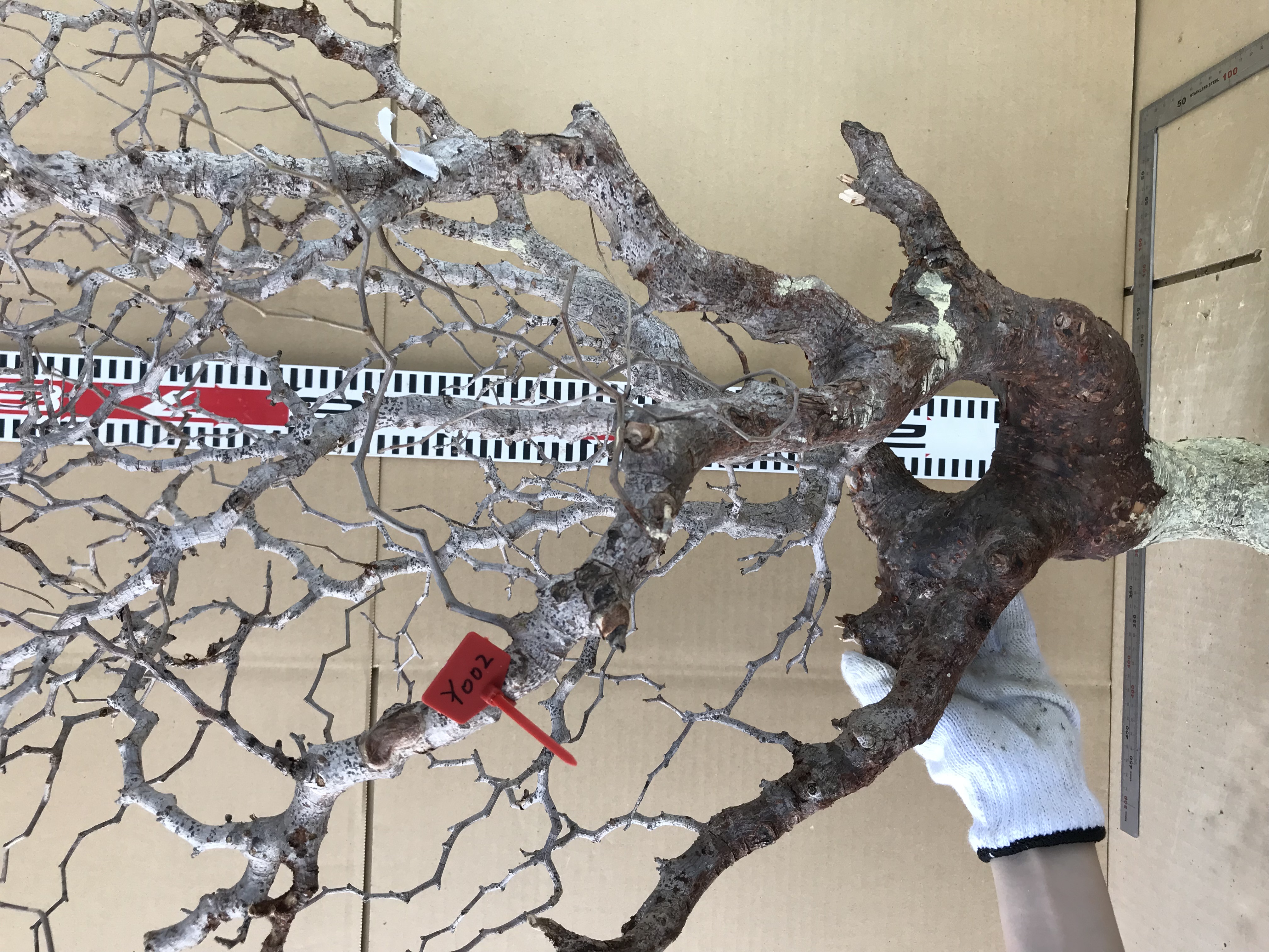 現地発根ベアルート株コミフォラ　モンストローサ Commiphora monstrosa Y002