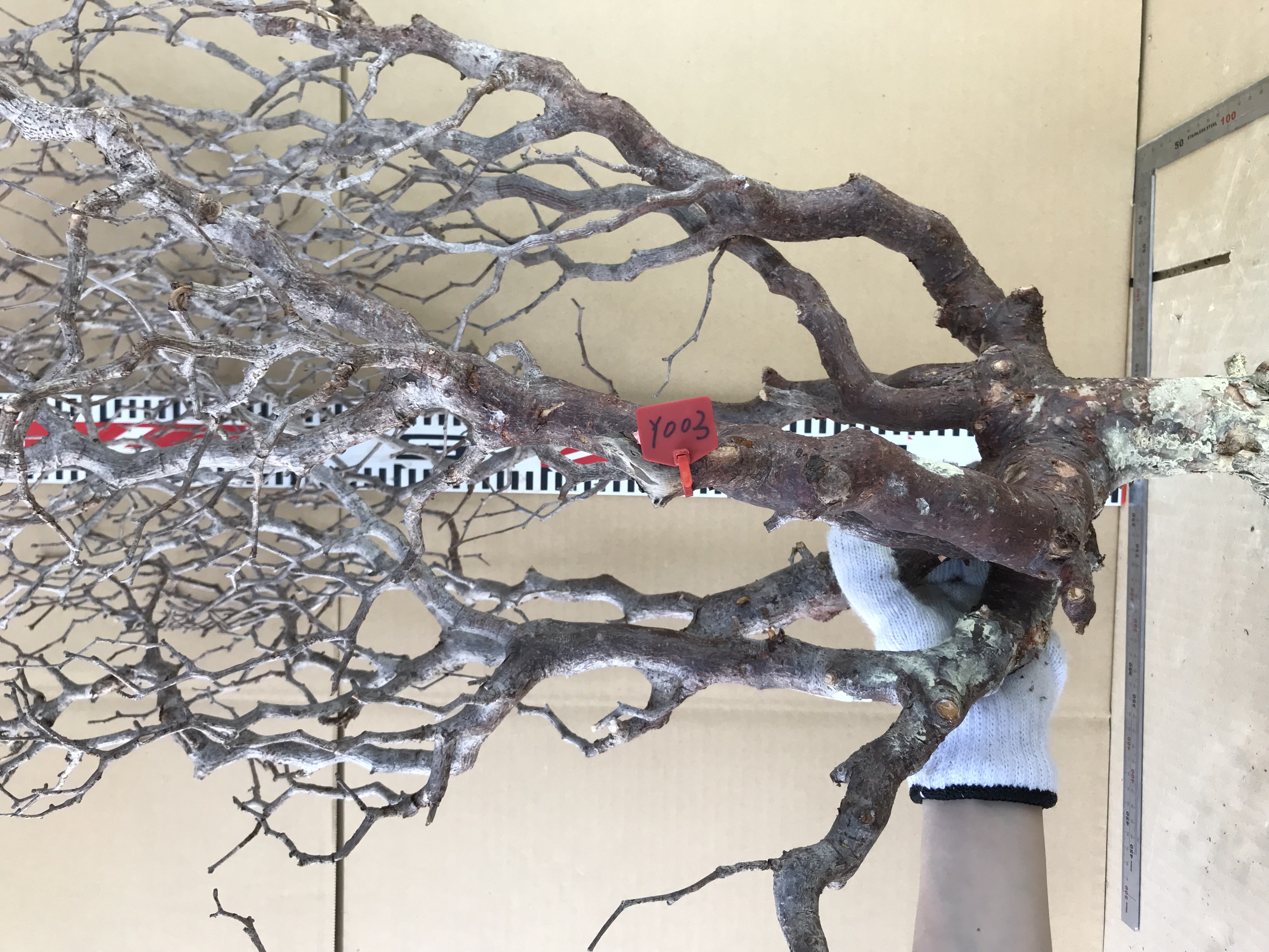 現地発根ベアルート株コミフォラ　モンストローサ Commiphora monstrosa Y003