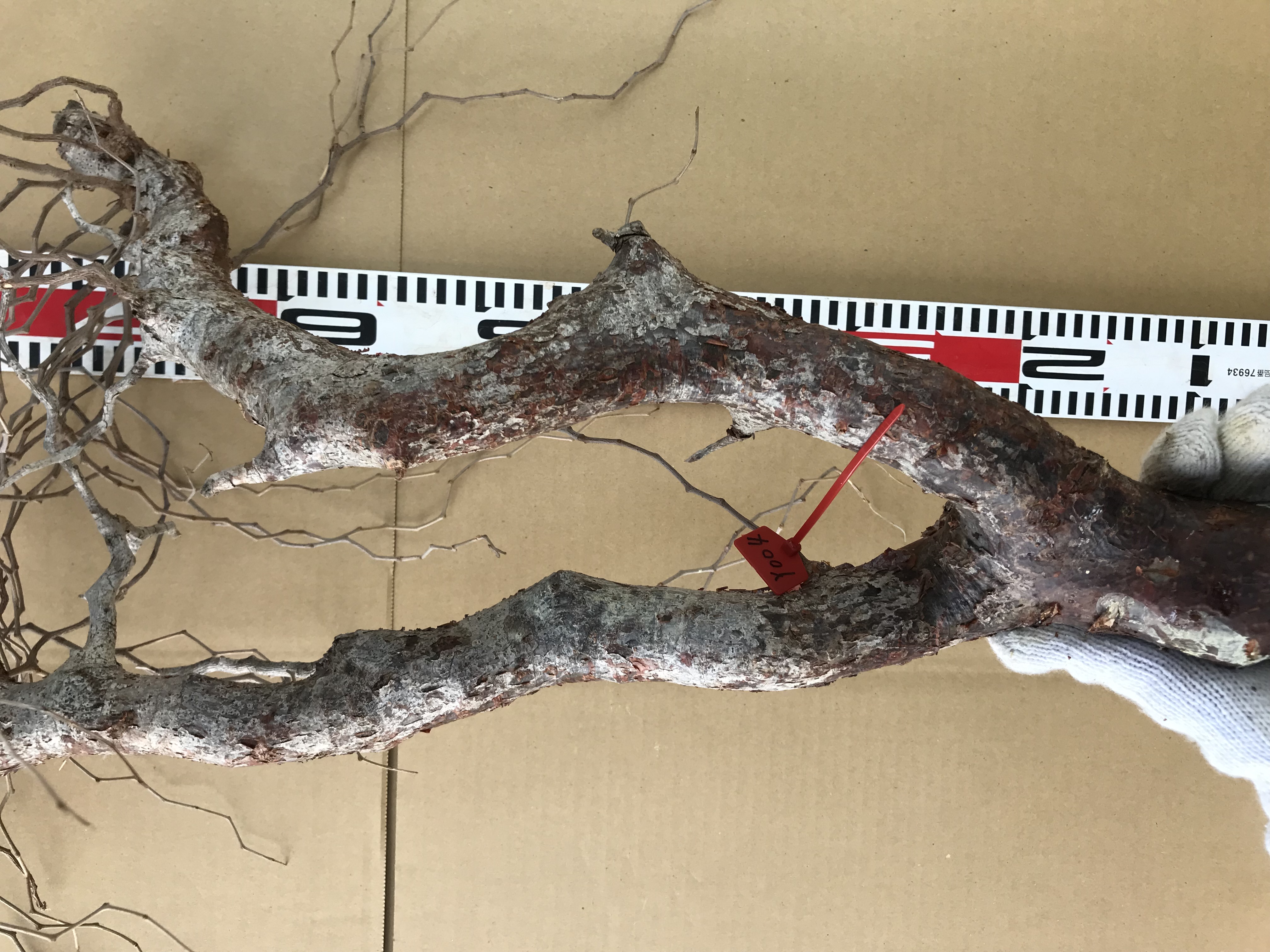 現地発根ベアルート株コミフォラ　モンストローサ Commiphora monstrosa Y004