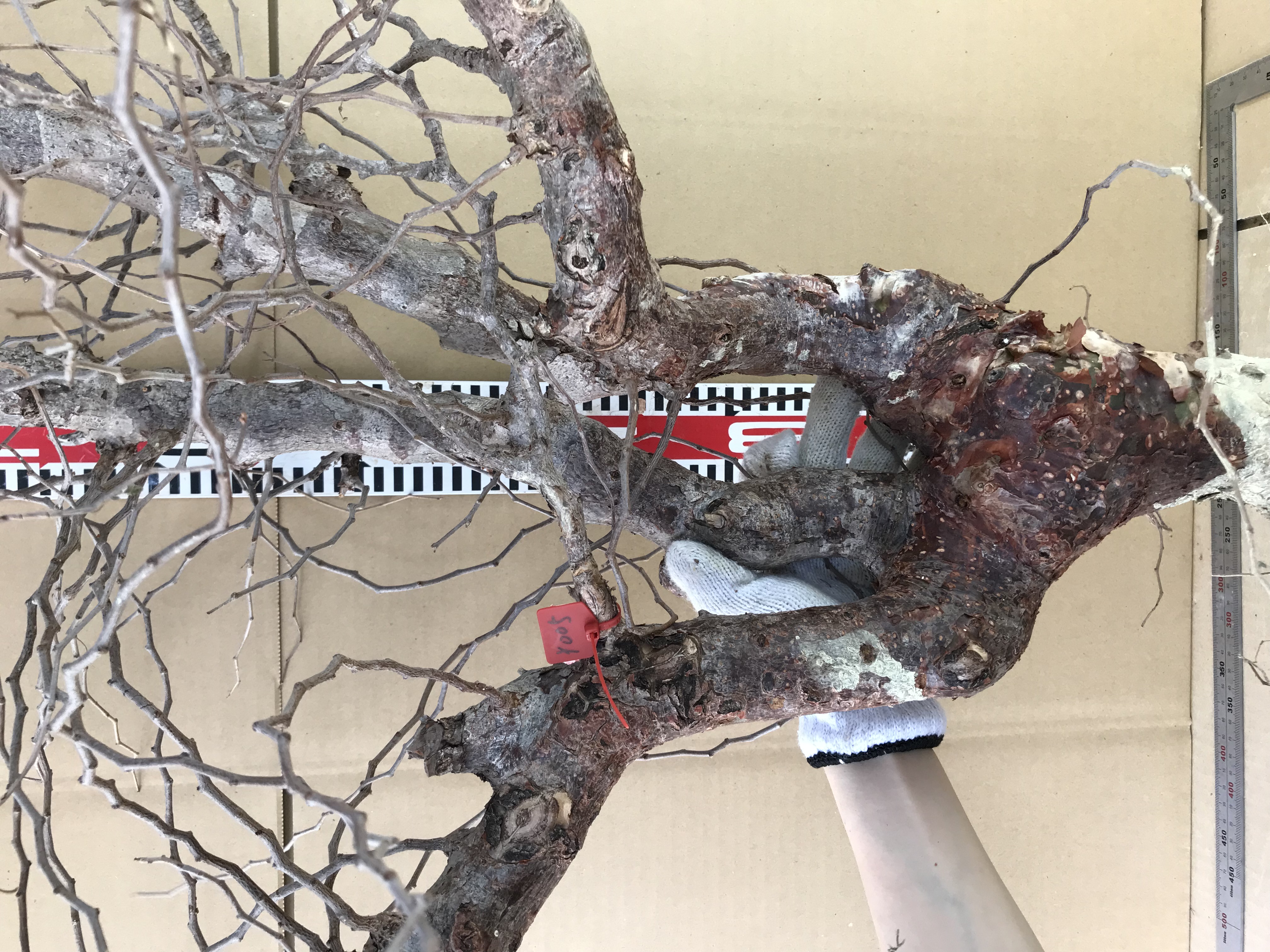 現地発根ベアルート株コミフォラ　モンストローサ Commiphora monstrosa Y004