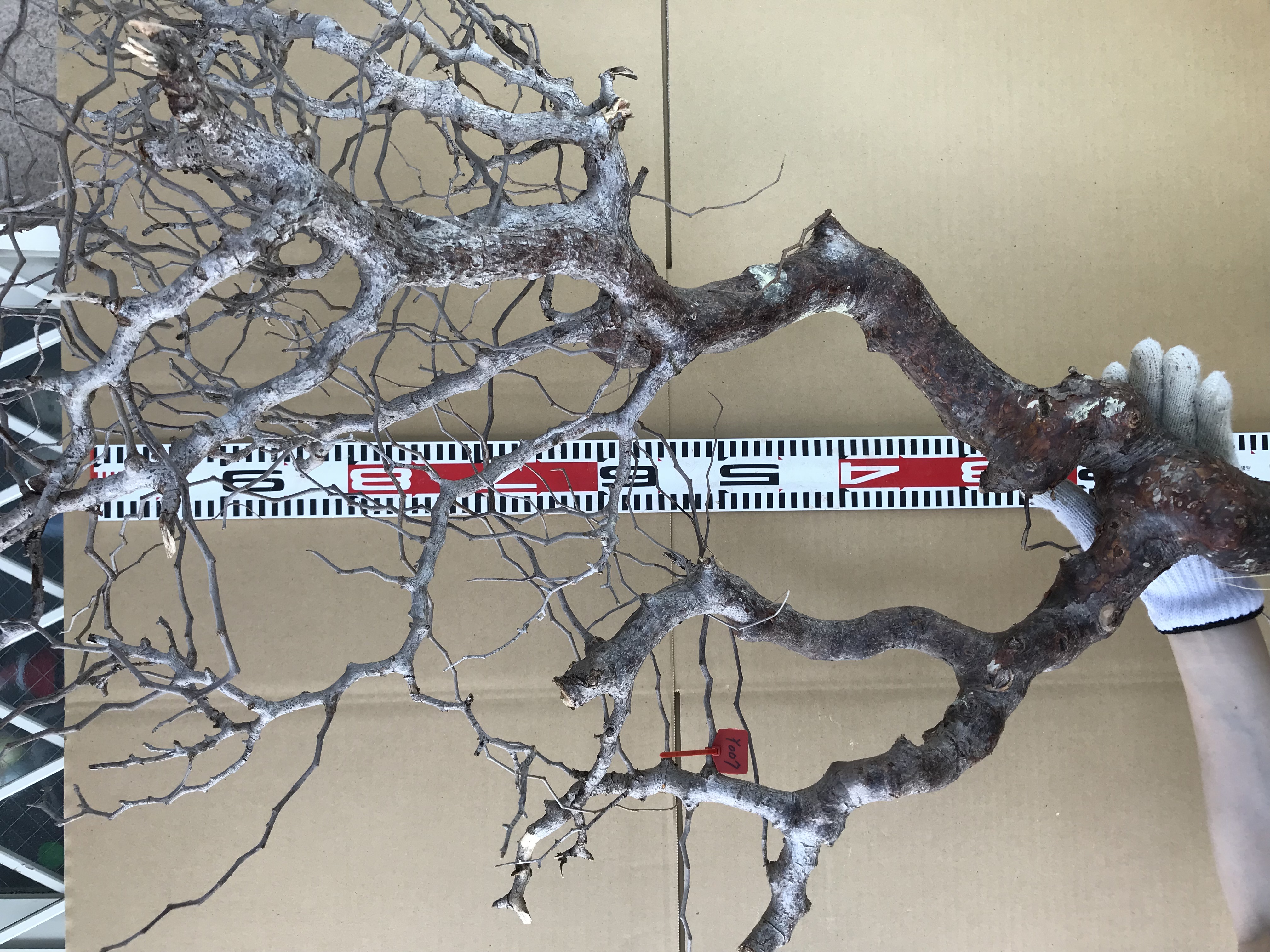 現地発根ベアルート株コミフォラ　モンストローサ Commiphora monstrosa Y007